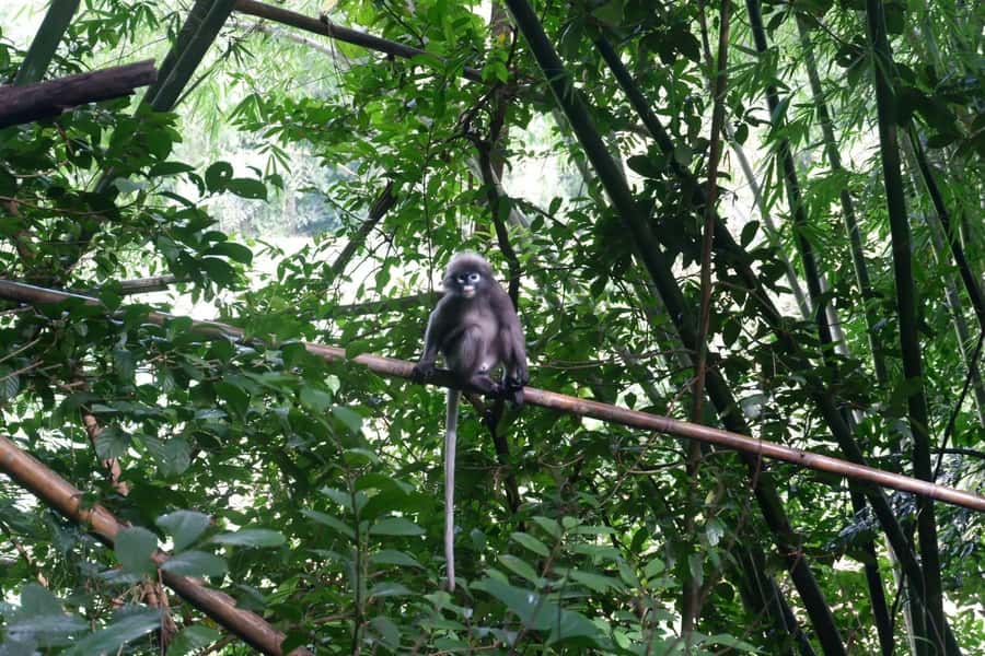 Khao Lak: Full-Day Khao Sok Jungle Walk and Canoeing Tour - Why this Khao Sok day trip works so well