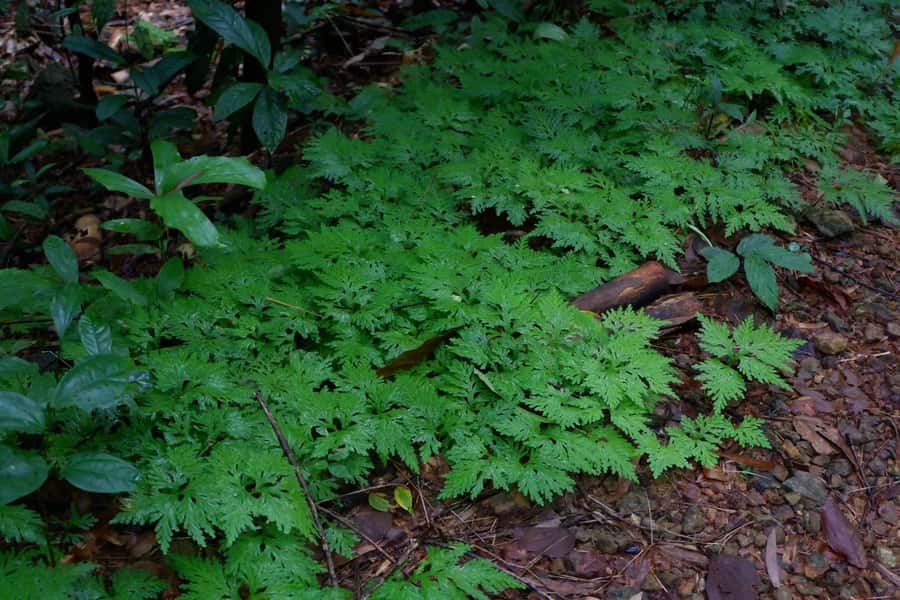 Khao Lak: Full-Day Khao Sok Jungle Walk and Canoeing Tour - Walking into Khao Sok National Park