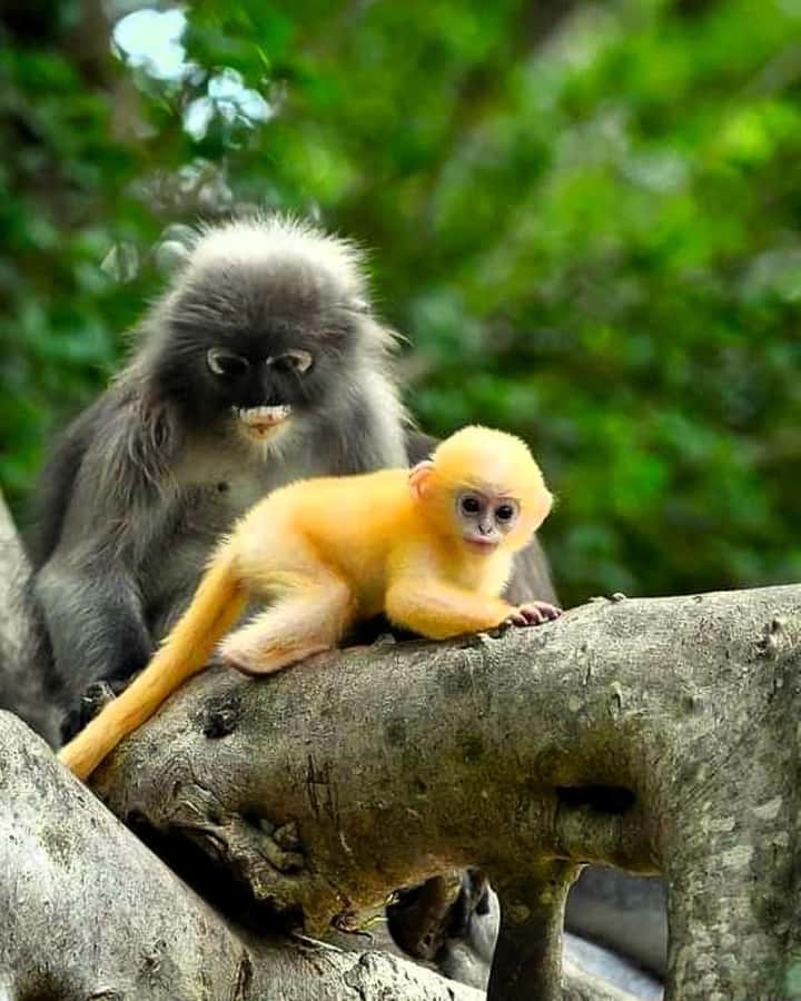 Khao Lak: Full-Day Khao Sok Jungle Walk and Canoeing Tour - Banghuarat Waterfall and the chance to cool off