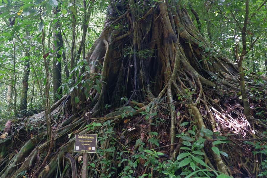 Khao Lak: Full-Day Khao Sok Jungle Walk and Canoeing Tour - The one-hour ride from Khao Lak