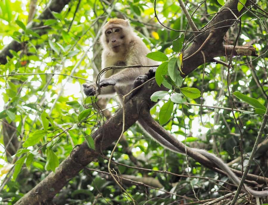 Khao Lak's Little Amazon: Canoe, Trek & Waterfall Day Trip - The Little Amazon is the reason to book