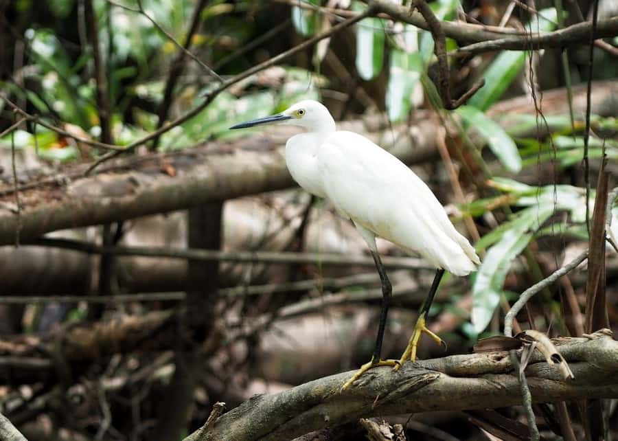 Khao Lak's Little Amazon: Canoe, Trek & Waterfall Day Trip - Tam Nang Waterfall and the swimming stop