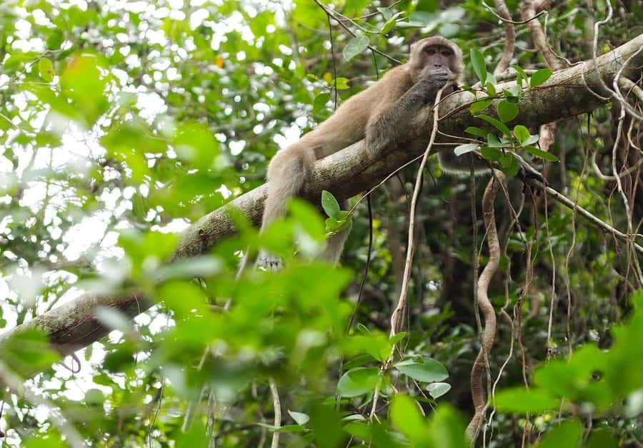 Khao Lak's Little Amazon: Canoe, Trek & Waterfall Day Trip - Who will get the most from this tour