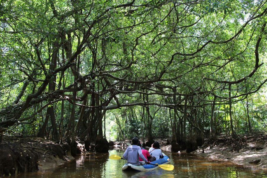 Khao Lak: Sri Phang Nga Canoe and Tam Nang Waterfall Tour - Paddling beneath the banyan trees on the Sang-Nea River
