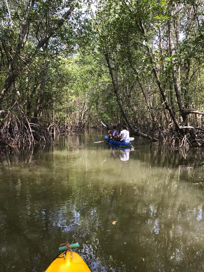 Ko Lanta: HALF DAY EXPLORE MANGROVE KAYAKING TOUR AND LUNCH - What the $28 Price Really Covers