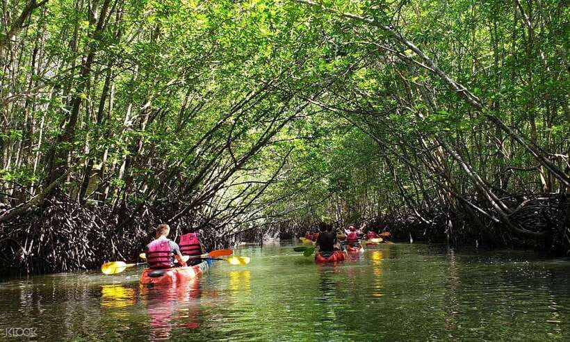 Ko Lanta: Half-Day Mangrove Kayaking Tour with Lunch - A Mangrove Morning Away From the Beach