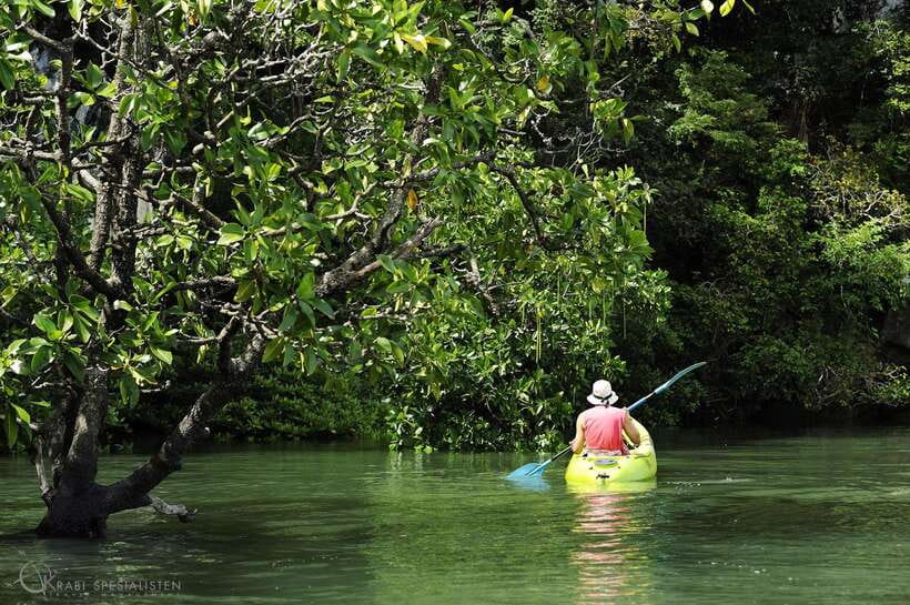 Ko Lanta: Half-Day Mangrove Kayaking Tour with Lunch - Paddling Through Ban Thung Yee Peng