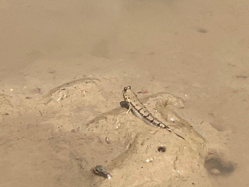 Ko Lanta: Mangrove Kayaking, Ko Talabeng, & Skull Island - Mangrove kayaking and the smaller creatures