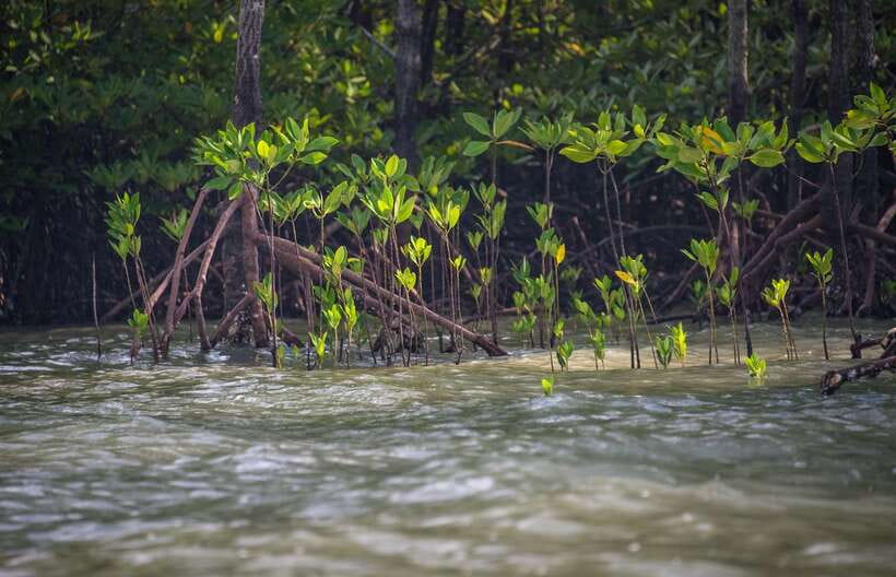 Ko Lanta: Mangrove Kayaking with Lunch and Hotel Transfer - The Walk Through the Jungle