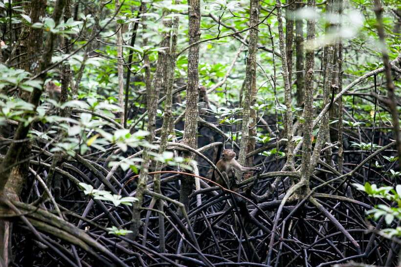 Ko Lanta: Mangrove Kayaking with Lunch and Hotel Transfer - Morning or Afternoon: Which Trip Fits Better?