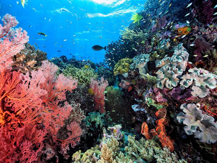 Ko Samui: Angthong Marine Park Snorkel & Kayak Tour/ w Lunch - The pace, the people, and the practical tradeoffs
