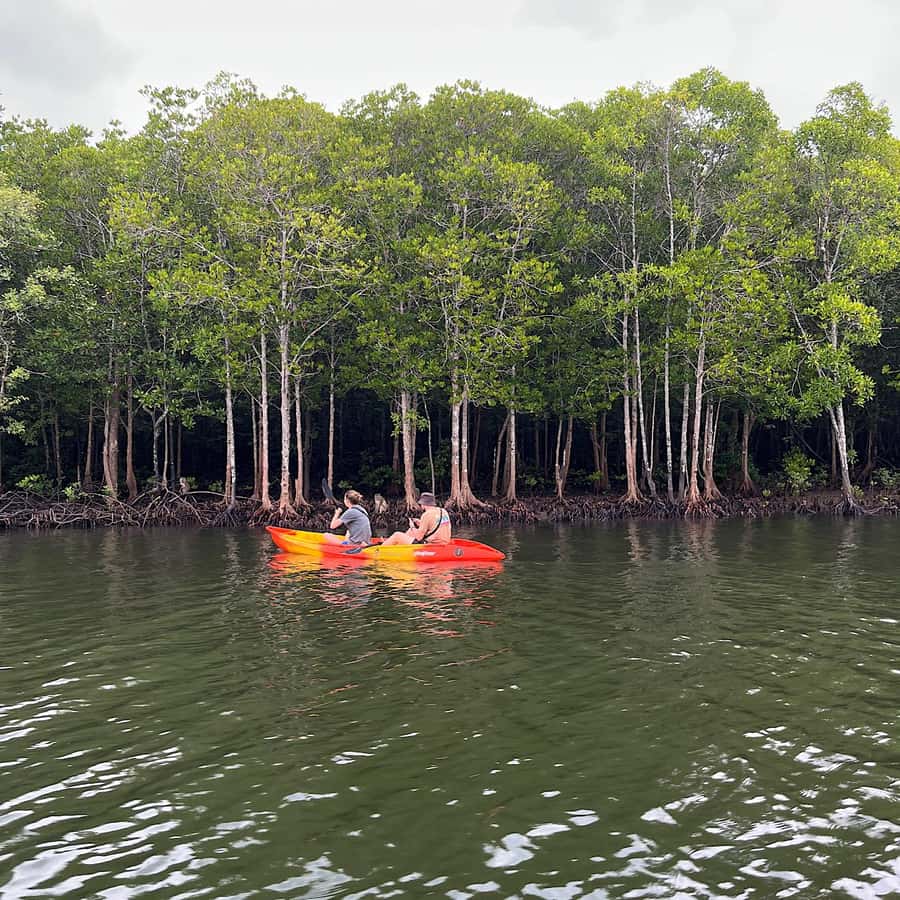 Koh Lanta: Amazon Mangrove Kayaking Tour With Lunch - Paddling into Koh Lanta’s shady mangroves