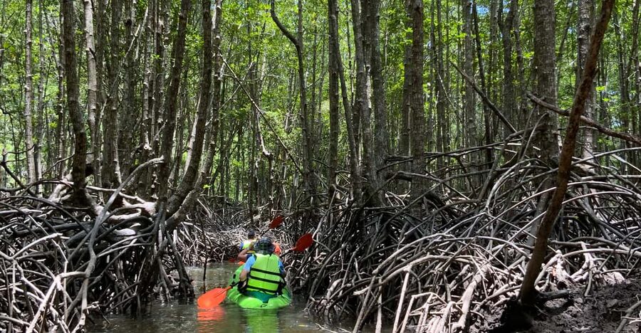 Koh Yao Yai: Klong Hia Mangrove Kayaking - Practical preparation for the mangroves