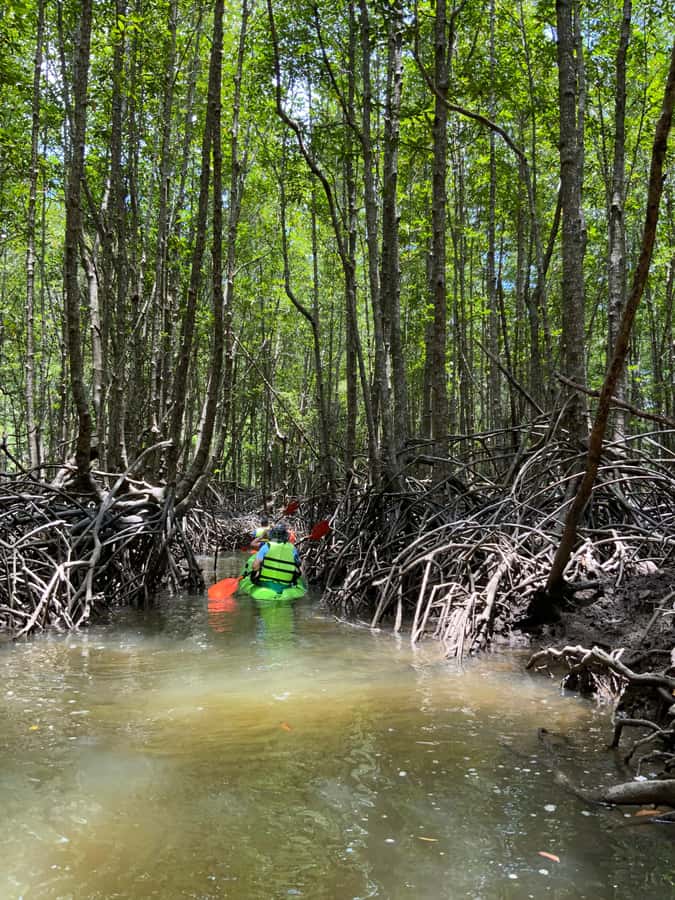 Koh Yao Yai: Klong Hia Mangrove Kayaking - Pickup from Koh Yao Yai and the short safety briefing