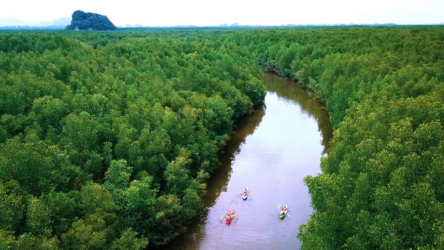 Krabi: Kayak in Mangrove Forest with Meal Aonang - Wildlife is a bonus, not a promise