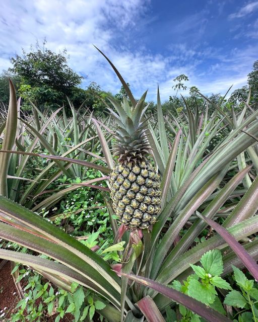 Krabi: Klong Root Kayaking Viewpoint,Fish Feeding and more - Pickup from Ao Nang and what to pack