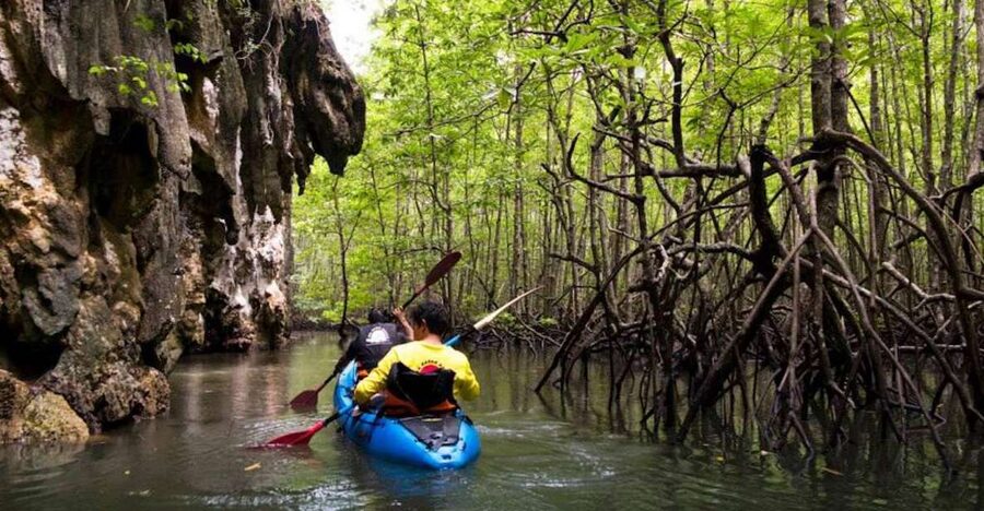 Krabi: Private Sea Kayaking in Ao Thalane and Hong Island - Wildlife watching in the mangroves