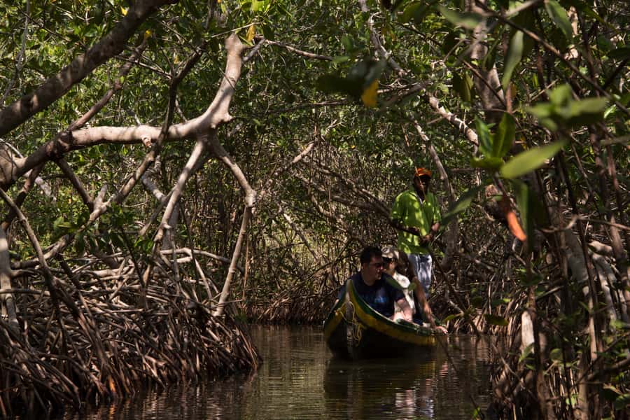 La Boquilla: 3-Hour Canoe Tour through the Mangroves - Meeting the Fishermen Who Guide You