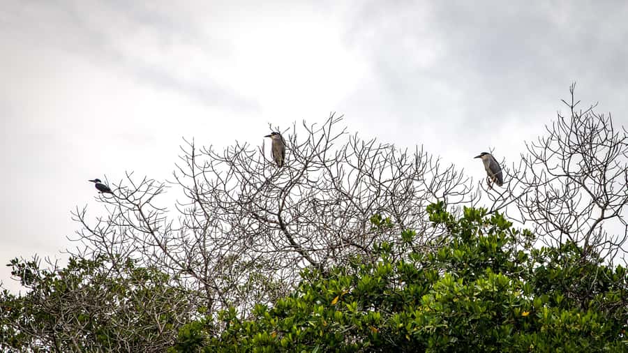 La Boquilla: 3-Hour Canoe Tour through the Mangroves - Coconut Water, Timing, and the Return Ride