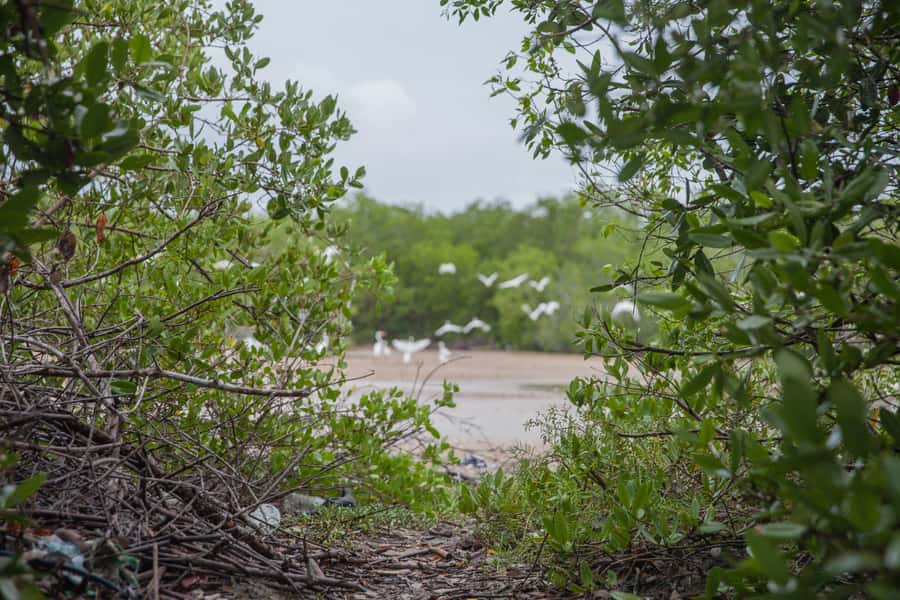 La Boquilla: 3-Hour Canoe Tour through the Mangroves - Book It If You Want Cartagena Beyond the Old City