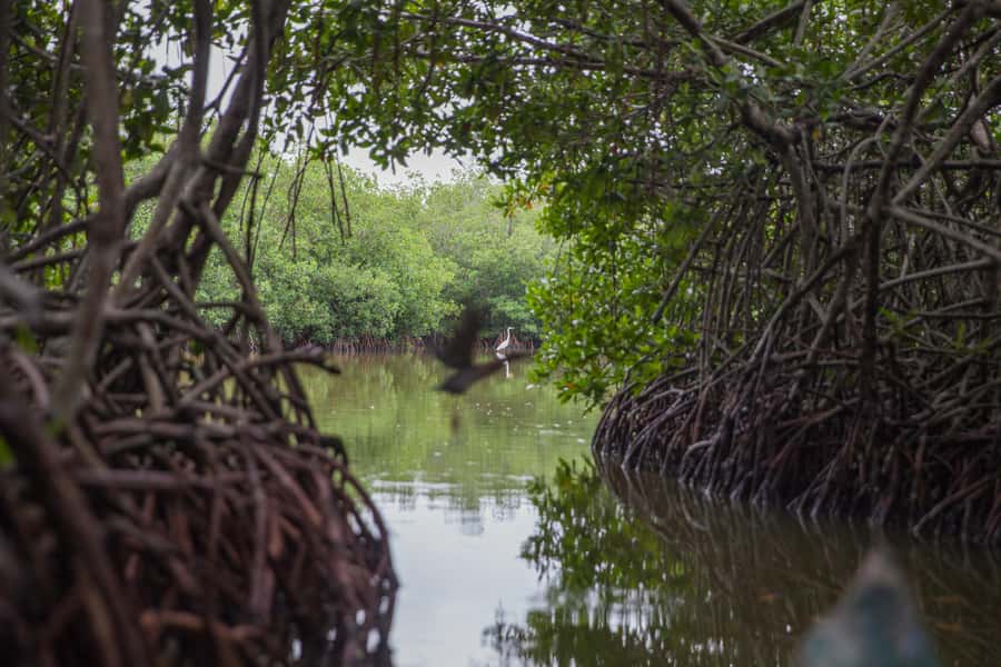 La Boquilla: 3-Hour Canoe Tour through the Mangroves - What the Mangroves Mean to La Boquilla