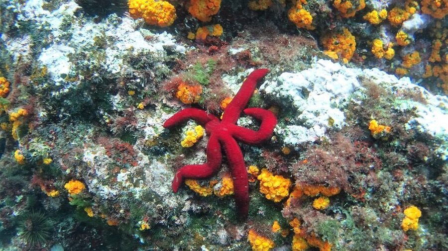 La Herradura: Cerro Gordo Natural Park Kayak & Snorkel Tour - Paddling past cliffs, beaches, and caves