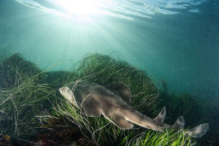 La Jolla: 2.5-Hour Kayak and Snorkel Tour - Kayaking from La Jolla Shores to the Sea Caves