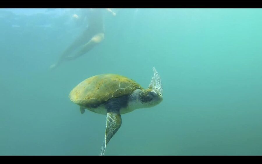 La Jolla: 2.5-Hour Kayak and Snorkel Tour - Goldfish Point and La Jolla’s Rocky Reef