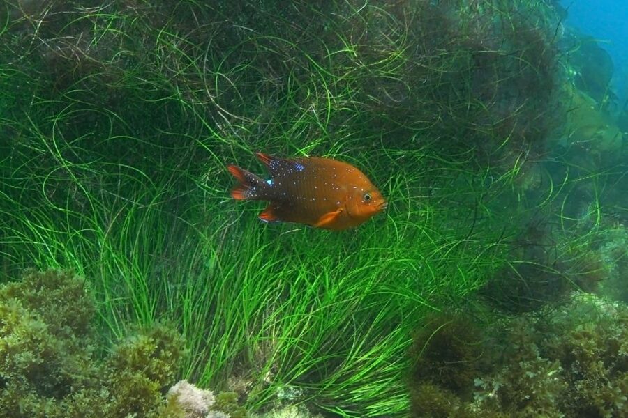 La Jolla: 2.5-Hour Kayak and Snorkel Tour - Wildlife You Might See Along the Way