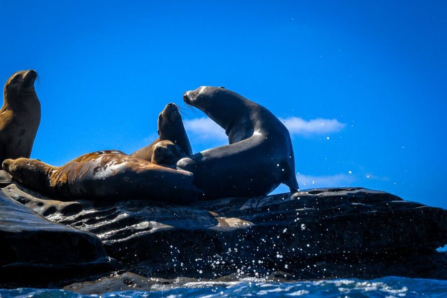La Jolla: 2-Hour Kayak Tour of the 7 Caves - Who will enjoy this La Jolla kayak tour