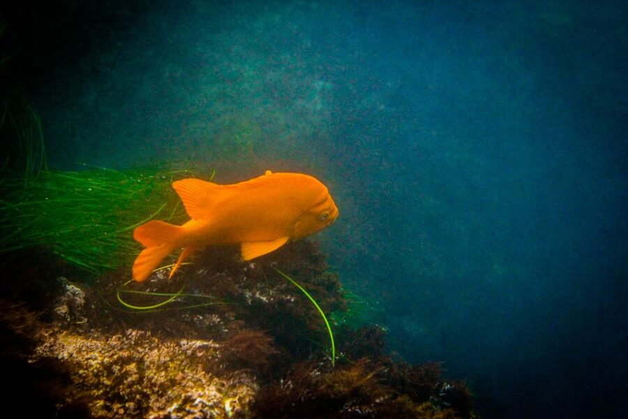 La Jolla: 2-Hour Kayak Tour of the 7 Caves - Flexible booking for changing coastal conditions