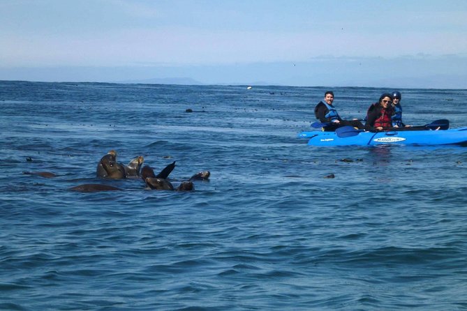 La Jolla Sea Caves Kayak Tour For Two (Tandem Kayak) - From La Jolla Shores to the rocky coast