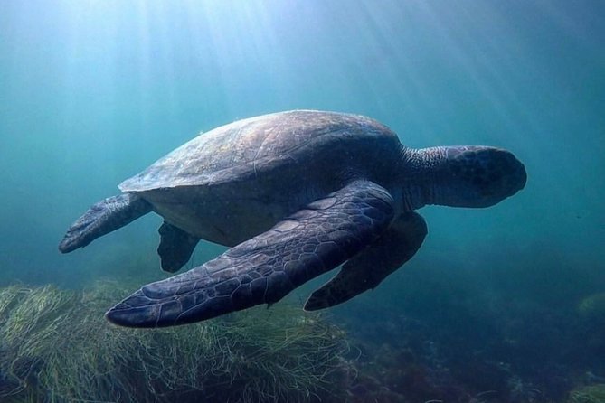 La Jolla Sea Caves Kayak Tour For Two (Tandem Kayak) - Is the $75 price good value?