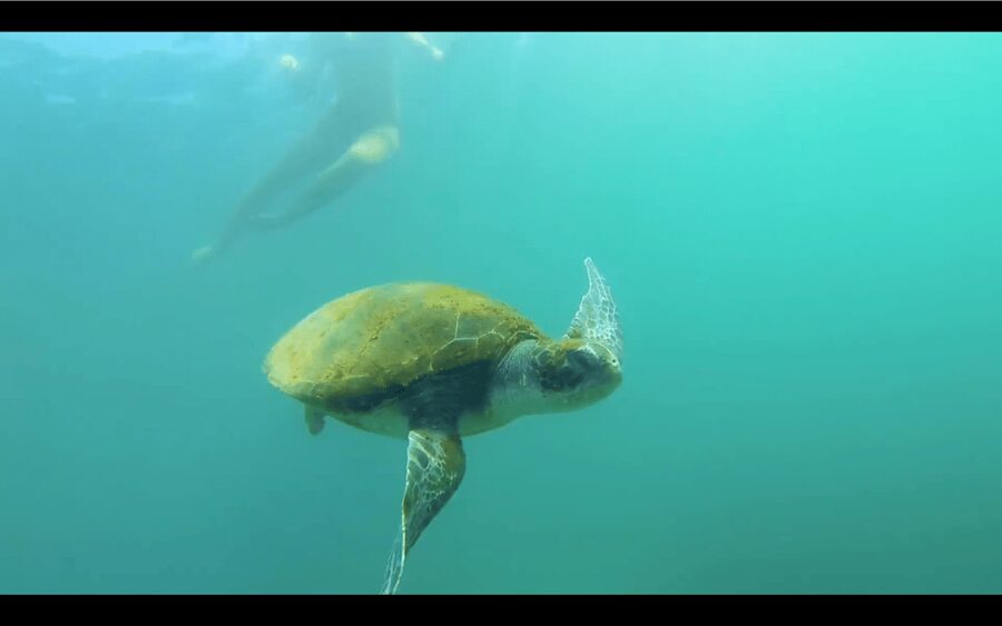 La Jolla: Sunset Kayak Tour of the 7 Caves - Getting Started at 2158 Avenida De La Playa