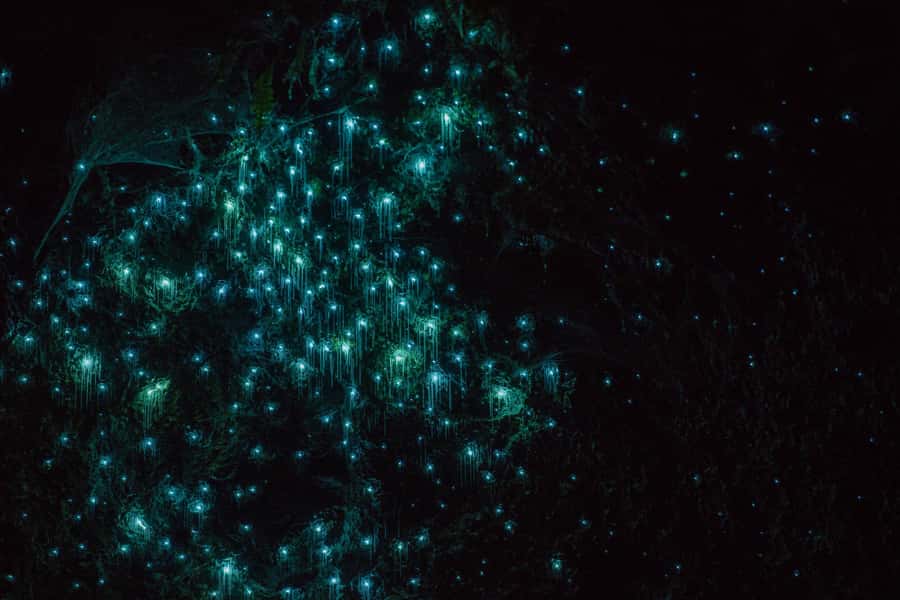 Lake Karapiro: Evening Kayak Glowworm Tour - Starting on Lake Karapiro in the last daylight