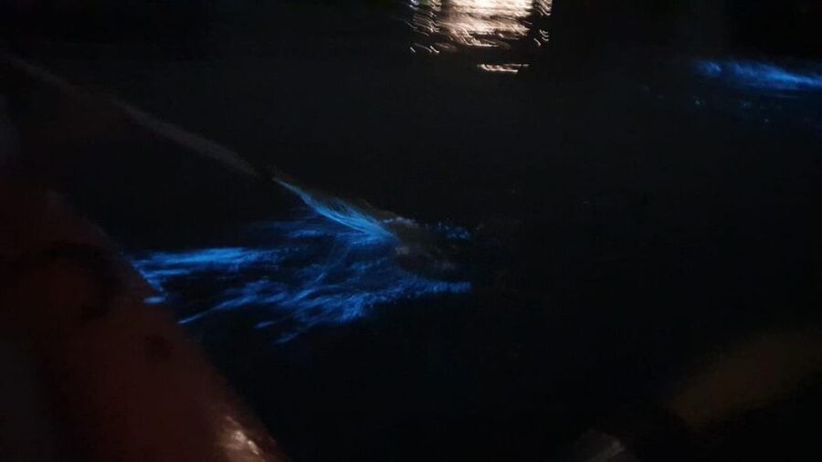 Lan Ha Bay: Sunset & Plankton Bioluminescent Night Kayaking - How much plankton will you see?