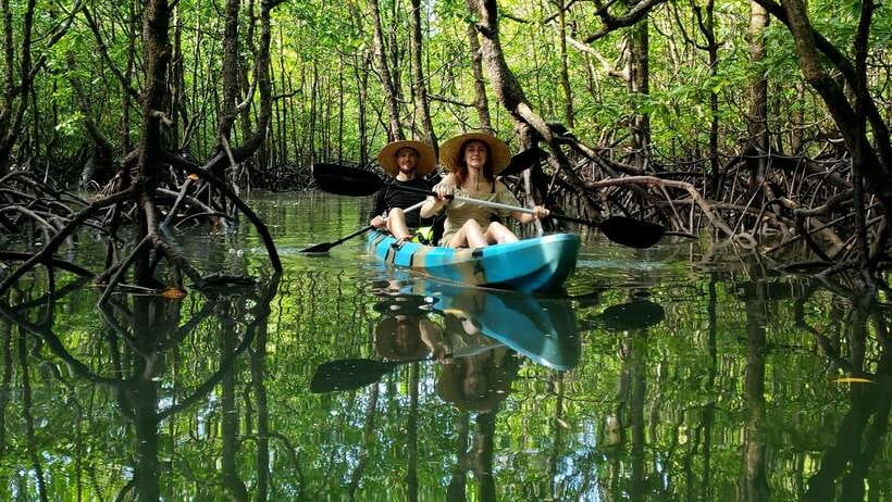 Langkawi : Kilim Geoforest Mangrove Kayak Tour with Lunch - Why the mangroves are worth your half-day