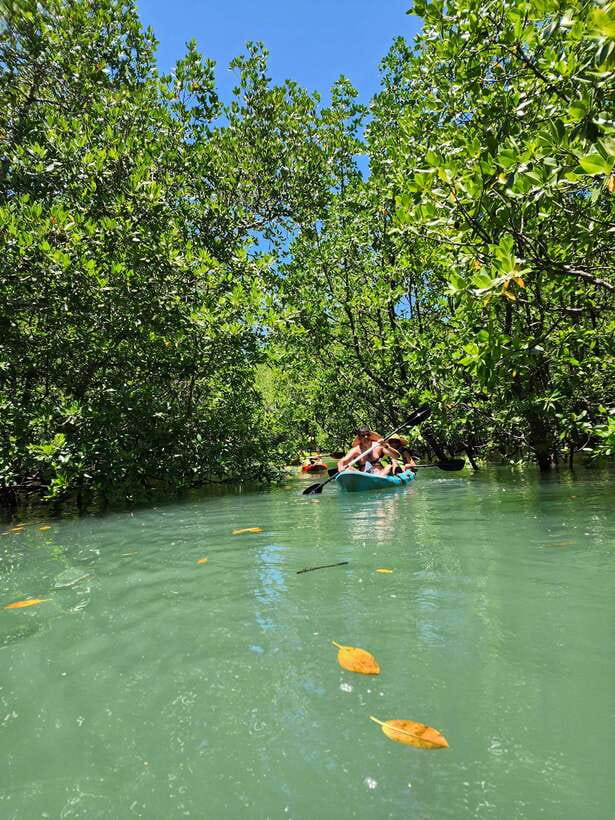 Langkawi : Kilim Geoforest Mangrove Kayak Tour with Lunch - Who should book this experience