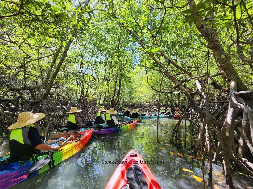 Langkawi : Kilim Mangrove Boat & Fun Kayak Tour with Lunch - Key points at a glance