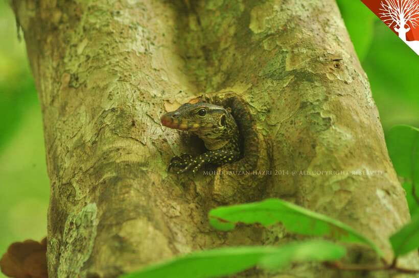 Langkawi: Kilim River Mangrove Safari Kayaking Tour - Kayaking through Kilim’s tidal forest