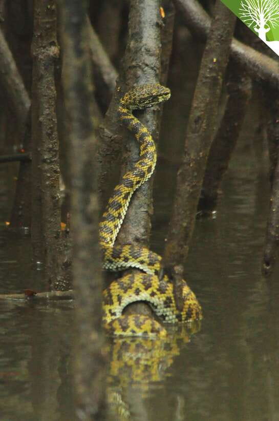 Langkawi: Kilim River Mangrove Safari Kayaking Tour - Bat Cave and the strange life above your head