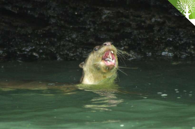 Langkawi: Kilim River Mangrove Safari Kayaking Tour - Why the kayak changes the experience