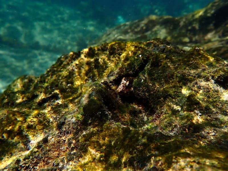 Lisbon: Kayaking & Snorkeling Tour with photos included - Getting to Sesimbra and getting back