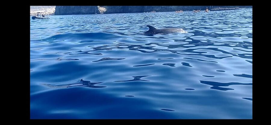 Los Cristianos: Kayak & Snorkel Tour with turtles and photos included - Montaña de Guaza and the search for wildlife
