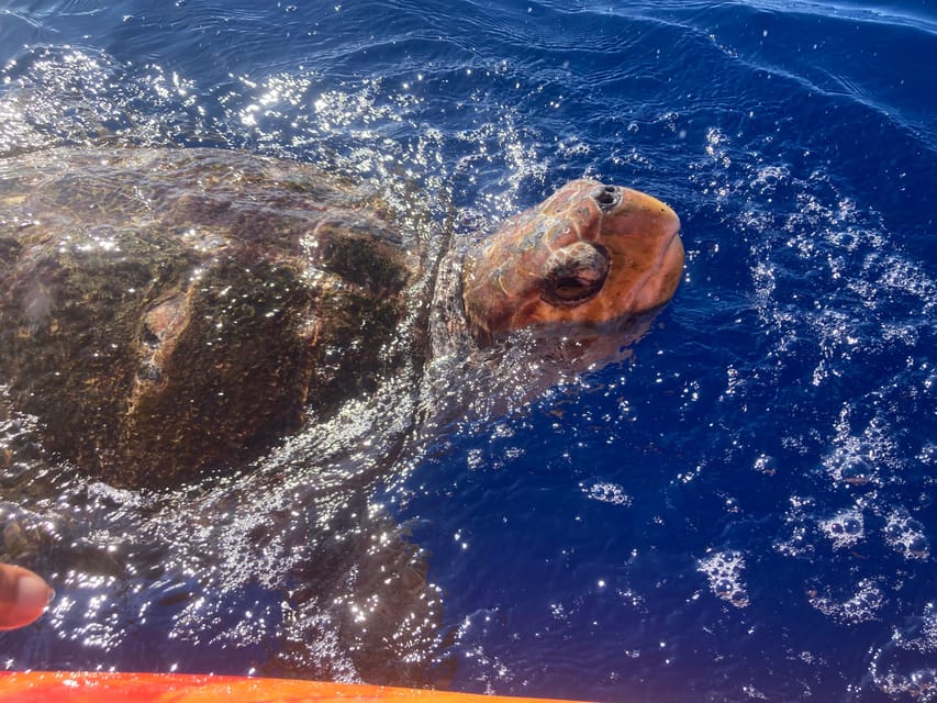 Los Cristianos: Kayak & Snorkel Tour with turtles and photos included - What the $31 price really includes