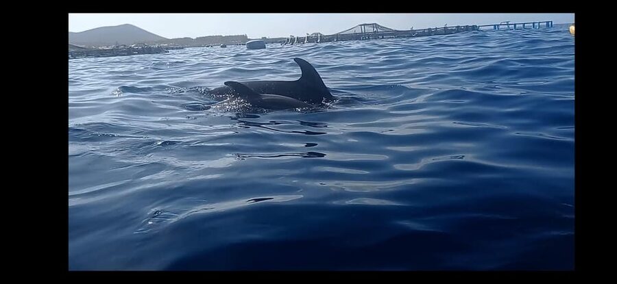 Los Cristianos: Kayak & Snorkel Tour with turtles and photos included - Paddling out from Playa de Los Cristianos
