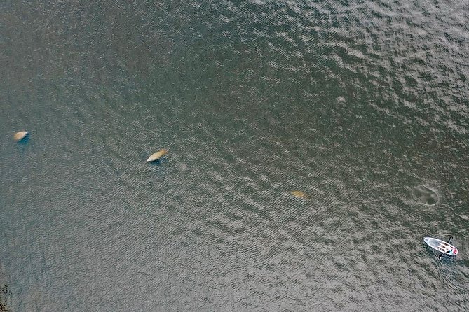 Manatee Season Clear Kayak Tour of Tarpon Springs - Spring Bayou and the manatee search