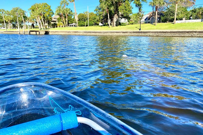 Manatee Season Clear Kayak Tour of Tarpon Springs - Comfort, effort, and the clear kayak question