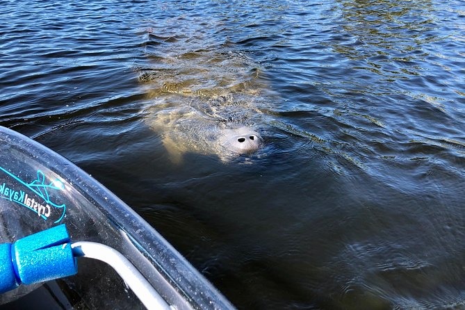 Manatee Season Clear Kayak Tour of Tarpon Springs - Is the $79 price good value?