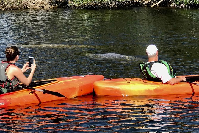 Manatees and Mangrove Tunnels Small Group Kayak Tour - Why the mangrove tunnels are the main event